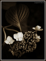 Hydrangea