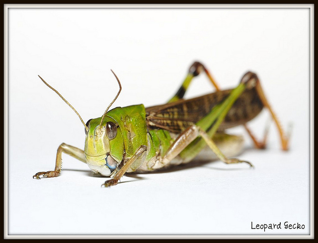 Migratory locust