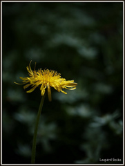 Dandelion #1