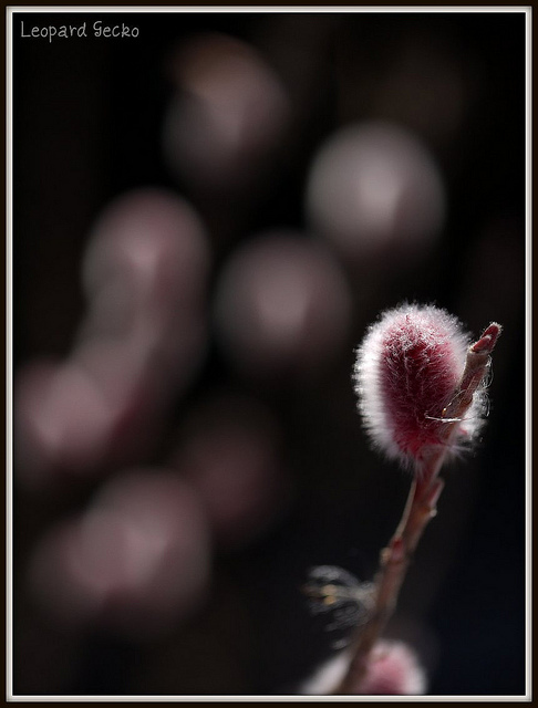 Sign of Spring