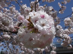 ぽんぽん八重桜