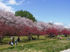 青空と八重桜と花桃と