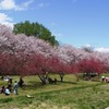 青空と八重桜と花桃と