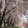 八重桜の滝