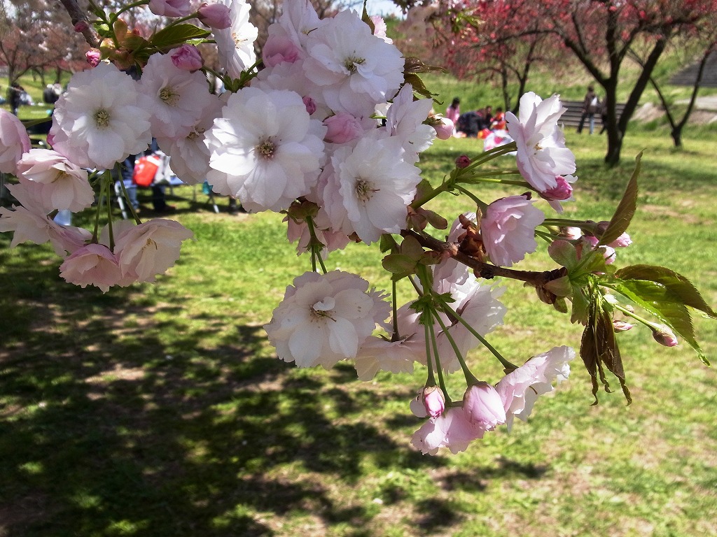 八重桜