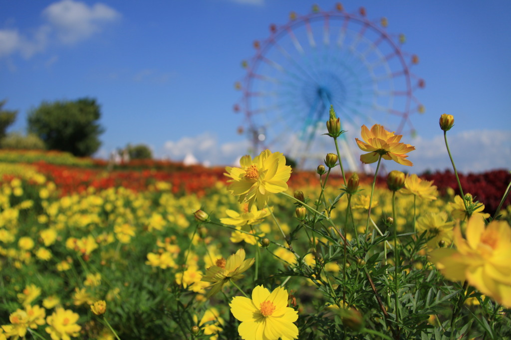 花とつぼみと青空と観覧車