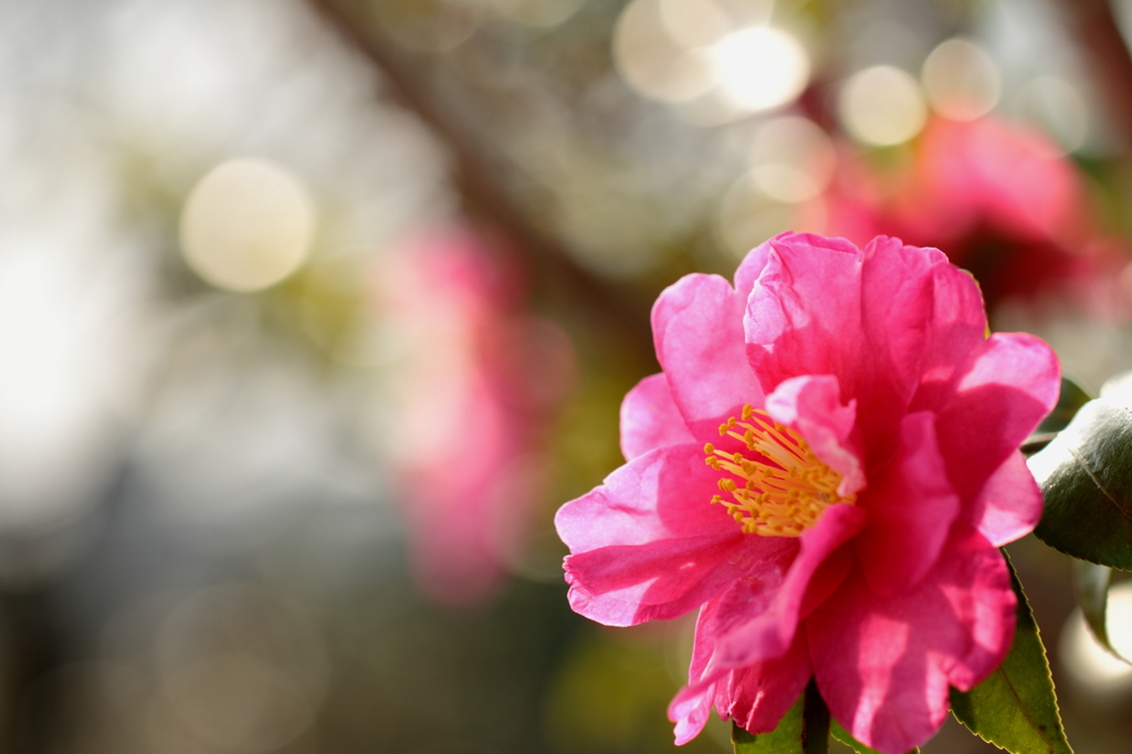 山茶花咲く