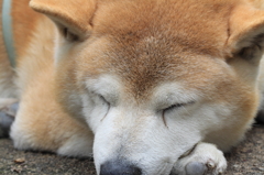 おじいちゃんの寝顔