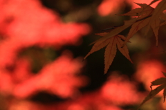 燃ゆる木々