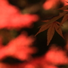 燃ゆる木々