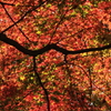 紅葉モザイク