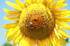 ヒマワリとミツバチ