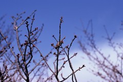 春を待つ