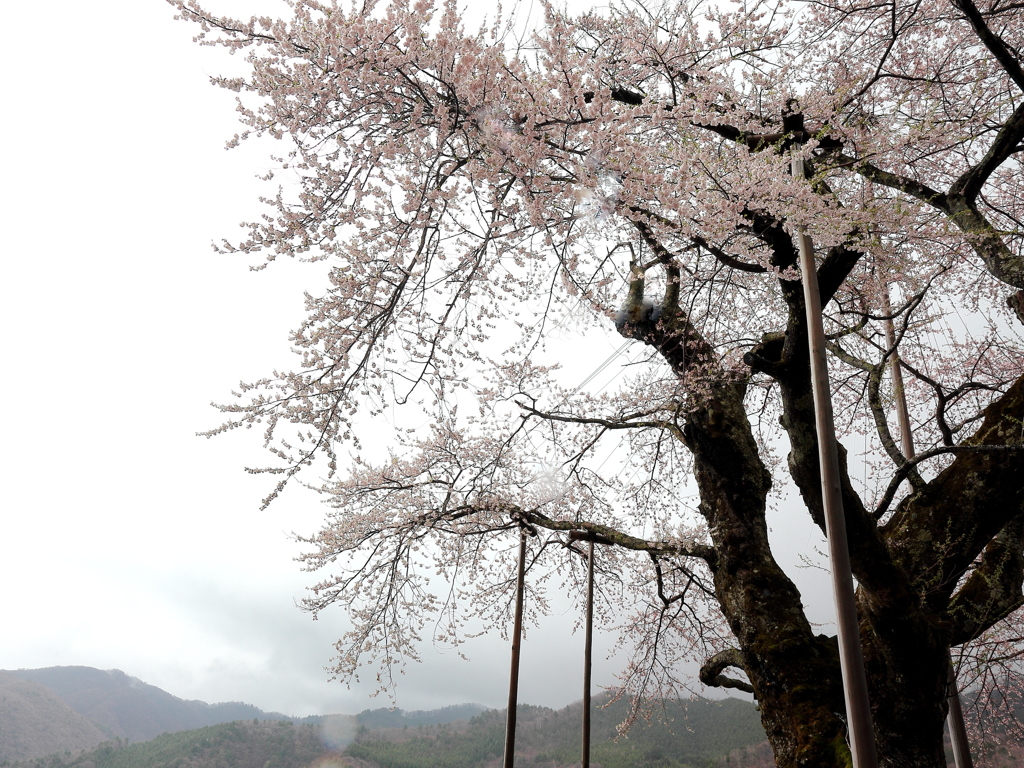 荘川の逞しき桜