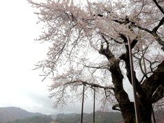 荘川の逞しき桜