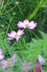 最愛