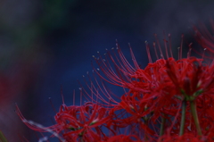 畦道を彩る深紅