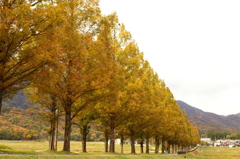 Metasequoia