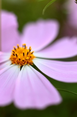 white＆pink
