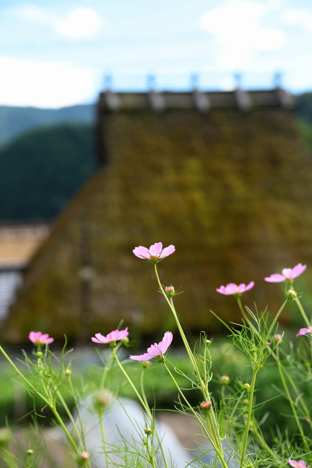秋桜と茅葺き