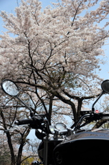 桜に迎えられて