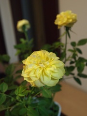 yellow roses