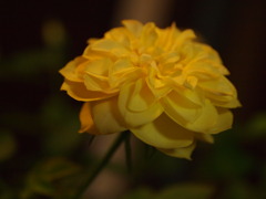 yellow rose in dark