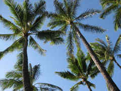 palm tree