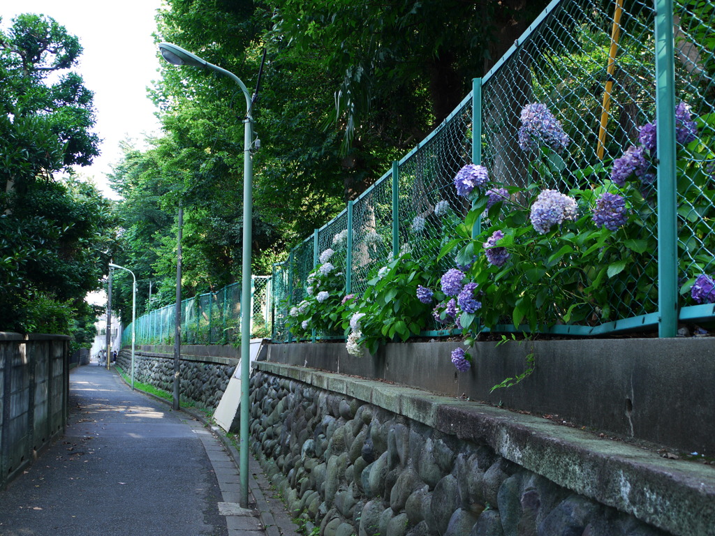 Hasunoha