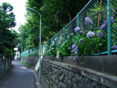 Hasunoha