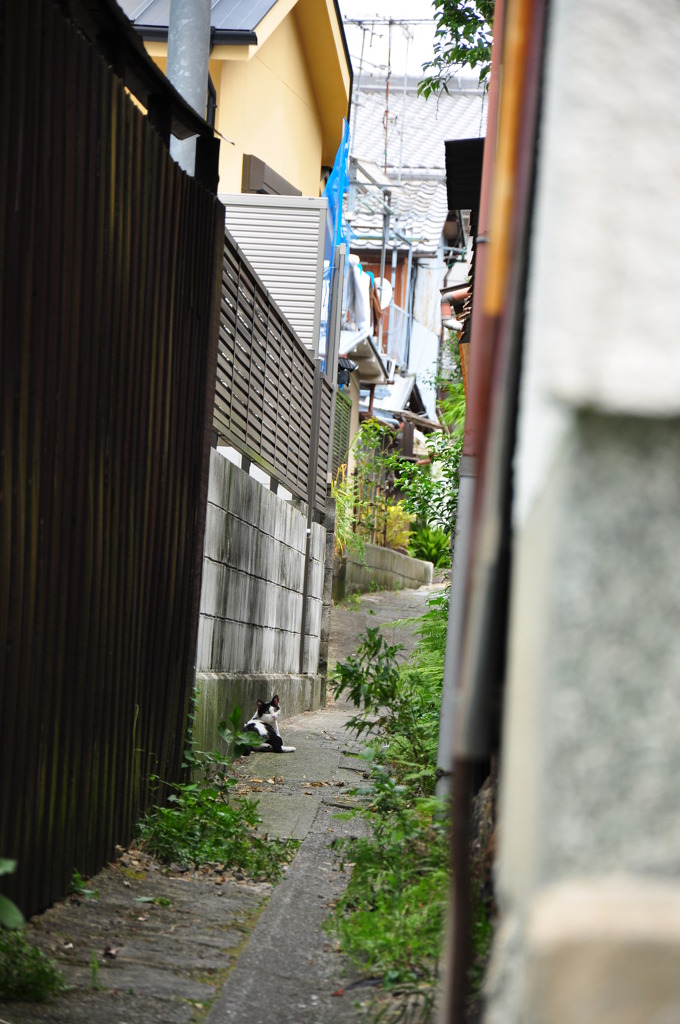Resting Cat