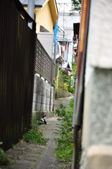 Resting Cat