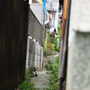 Resting Cat
