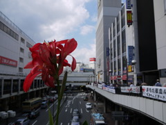 Flower in the City
