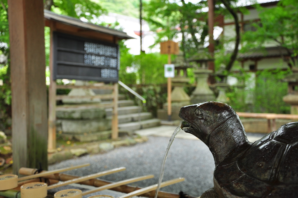 Pouring Turtle