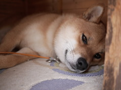 Sleepy