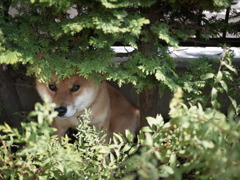 Meron in garden