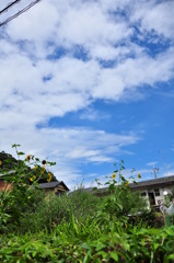 Summer Time in Kyoto