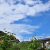 Summer Time in Kyoto
