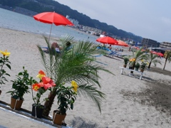 Beach flower