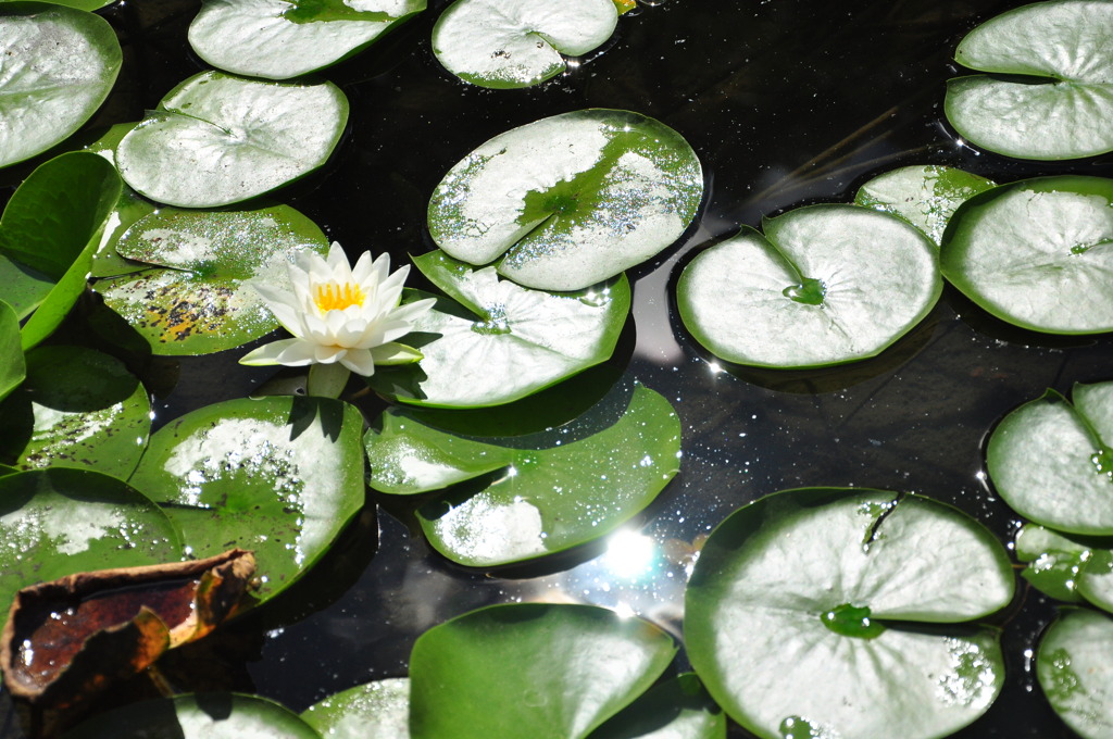 Shining Lotus