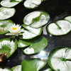 Shining Lotus