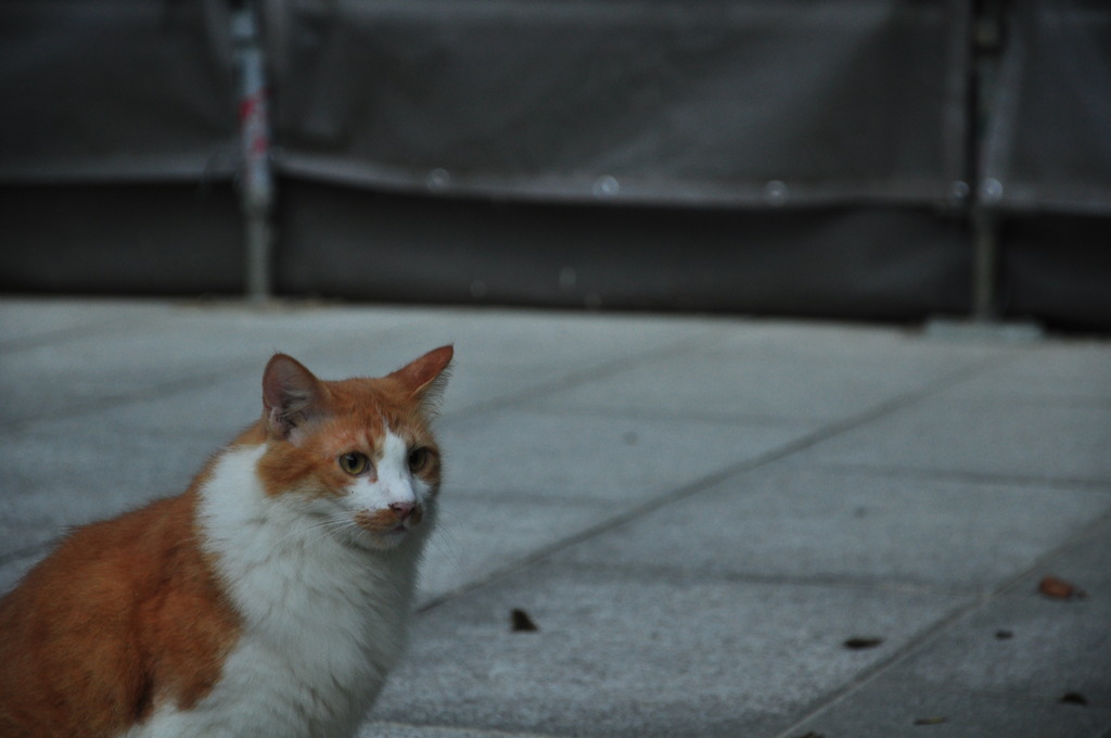 Catcat