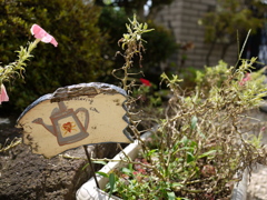 In garden