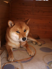 In my House