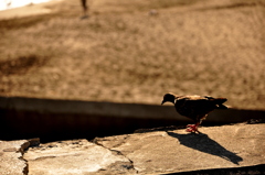 Sorrow Dove