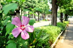 明治神宮１５