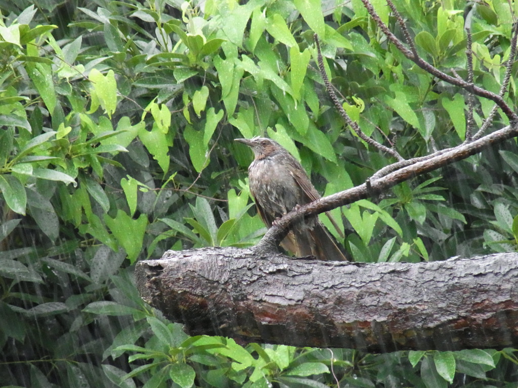 鳥さん。