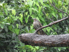 鳥さん。