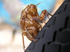 セミの抜け殻と自転車